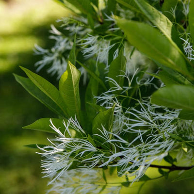 White Fringe Tree - Endswell