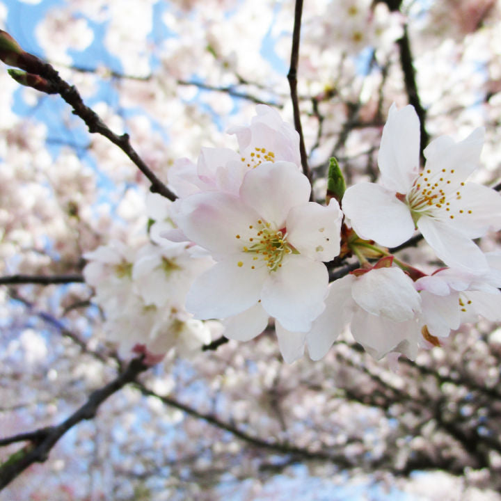 Akebono Flowering Cherry