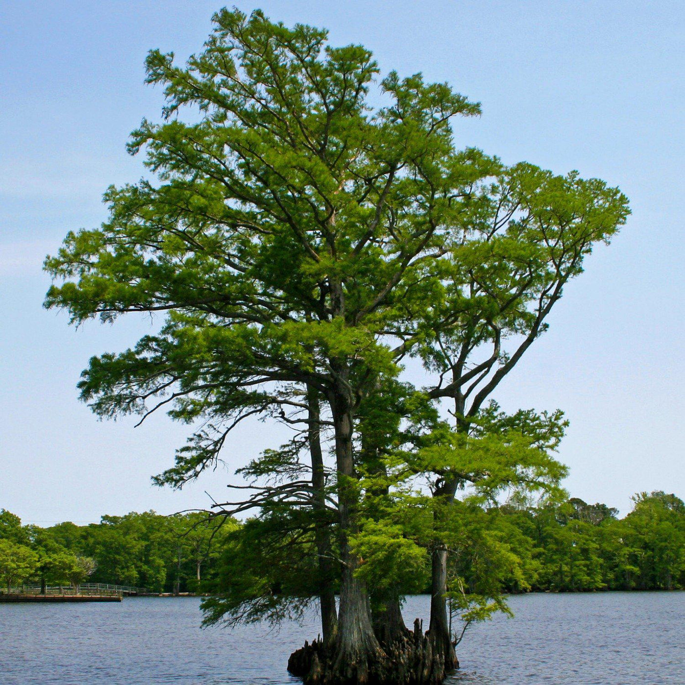 Bald Cypress - Two Rivers
