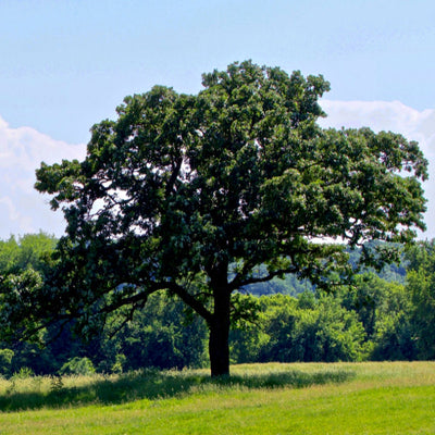 Bur Oak - Bunker