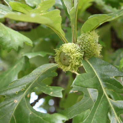Bur Oak - Birdsong