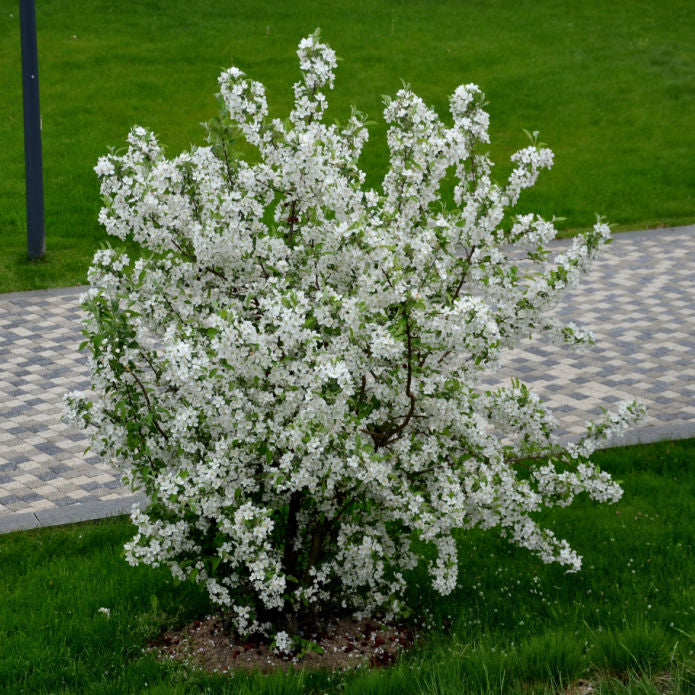 White Crabapple (Sargent) - Be a Tree Cremation