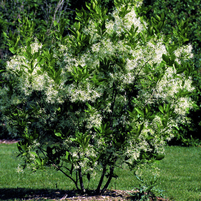 White Fringe Tree - Cremation Society
