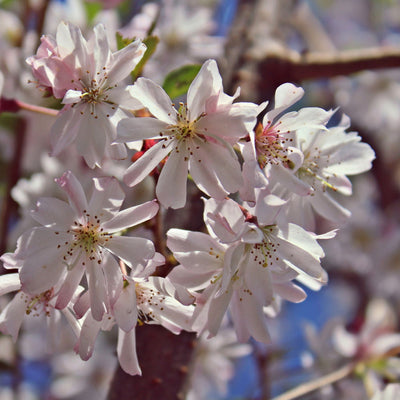 Autumnalis Flowering Cherry - Front Range