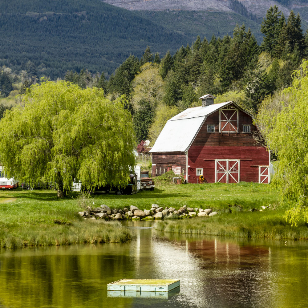 Weeping Willow - Two Rivers
