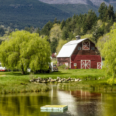 Weeping Willow - Teraloom